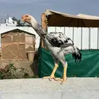 ديك حجازي فارسي. فاخر
