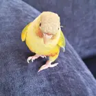 كنيور انناس