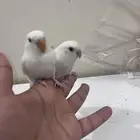 بسم الله ما شاء الله جوز روز البينو ضمان اليف