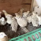 سمان فري بياض