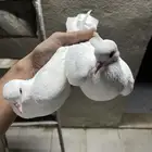 حمام صنعاني