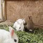 ارانب نذر لاند هوتوت