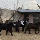 للبيع تيوس. عوراض