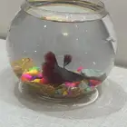 سمك عرض قوي