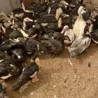 للبيع بط بح
