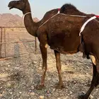 خلفه تملى السطل ب 11500 يبلاش