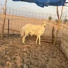 خروف حري فحل