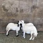 ثلاث رخال كفو ولاد