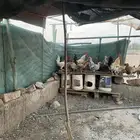 دجاج بلدي بياض