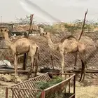 2 قعدان