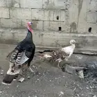 زوج رومي والإنتاج تبعهم