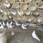 حمام فرنسي