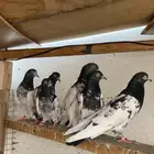 حمام باكستاني