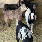 تيوس ثلاجه نظيييفه