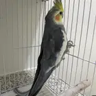 ببغاء كروان