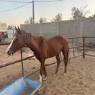 خيل