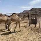 بكره ما شاء الله تبارك الله