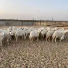 لبيع حريات عدد 55 راس