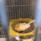 انثى كناري سوري منتجه شرط (( تم البيع ))