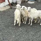بهم