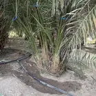 نخل روثانة