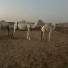 ناقه عشراء تحتها بكره رمانيه