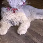 بسه ضايعه حي العارض