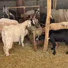 معزا عوارض وحبش مراح واحد من الجذعع للجامع