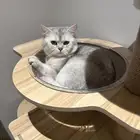 British Shorthair. Silver