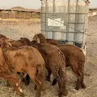 طليان مرابي 4 شهور من 980