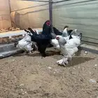 دجاج براهما