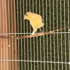 كناري سوري و أوروبي منتجه