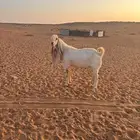 للبيع تيس هولندي مشروك بشامي