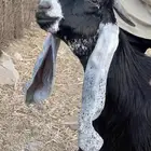 تيس عارضي مشروع فحل صنف