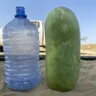 حبحب للبيع القنفذه وادي حلي