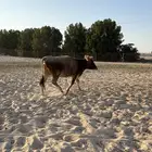 بقر الماني للبيع