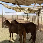 طليان جذعان سواكن مرابي