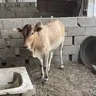 عجاله بلدي