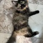 قطه مفقوده ارجو الي يحصلها يكلمني