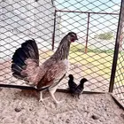 دجاجه للبيع ترثه فاخره