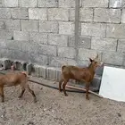 السلام عليكم يوجد تيوس احد رفيده