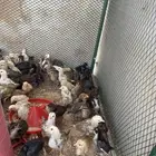 صيصان دجاج