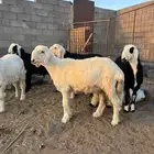 طليان شحم وشعره