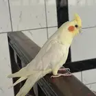 كروان لاتينو عيون حمراء