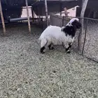 خروف 6 شهور تممم البيع