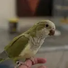انثى كويكر تفاحي محلله