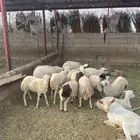 مشالله تبارك ارحمان