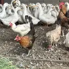 بط بكيني للبيع