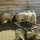 ذبايح طليان حرية