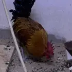ديك